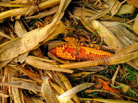 Image of corn