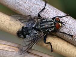 صورة Sarcophaga carnaria (Linnaeus 1758)