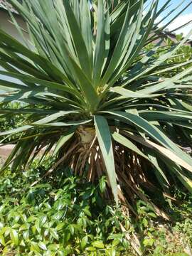 Image of moundlily yucca