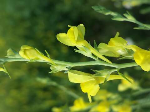 Imagem de Linaria genistifolia (L.) Mill.