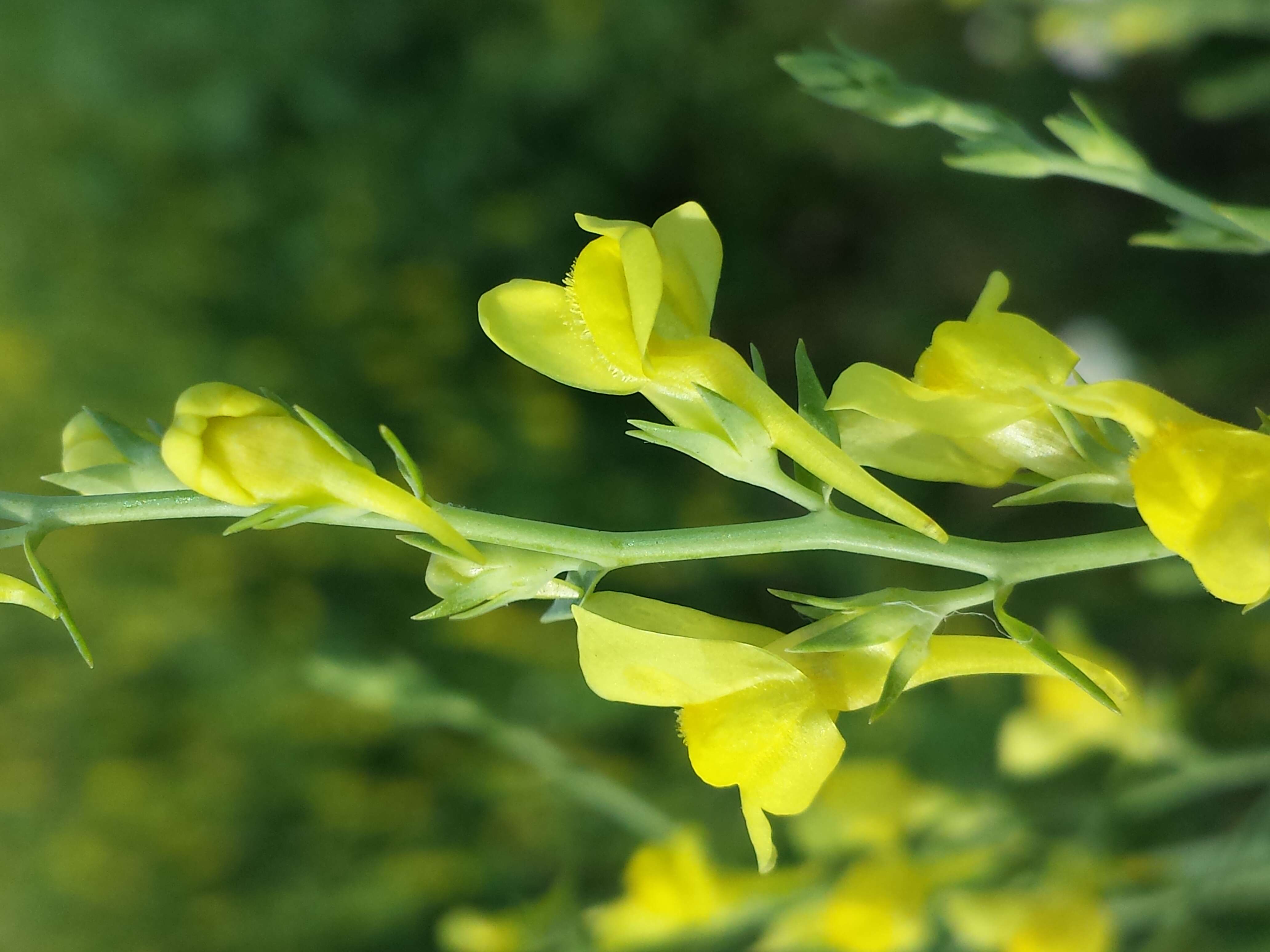 Image de Linaria genistifolia (L.) Mill.