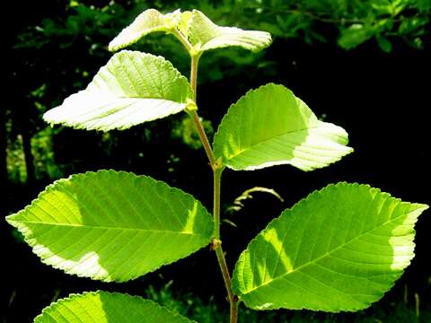 Image of Ulmus gaussenii Cheng