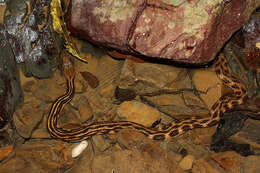 Image of Checkered Keelback Snake