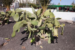 Imagem de Opuntia ficus-indica (L.) Mill.