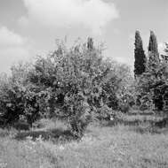 Image of pomegranate