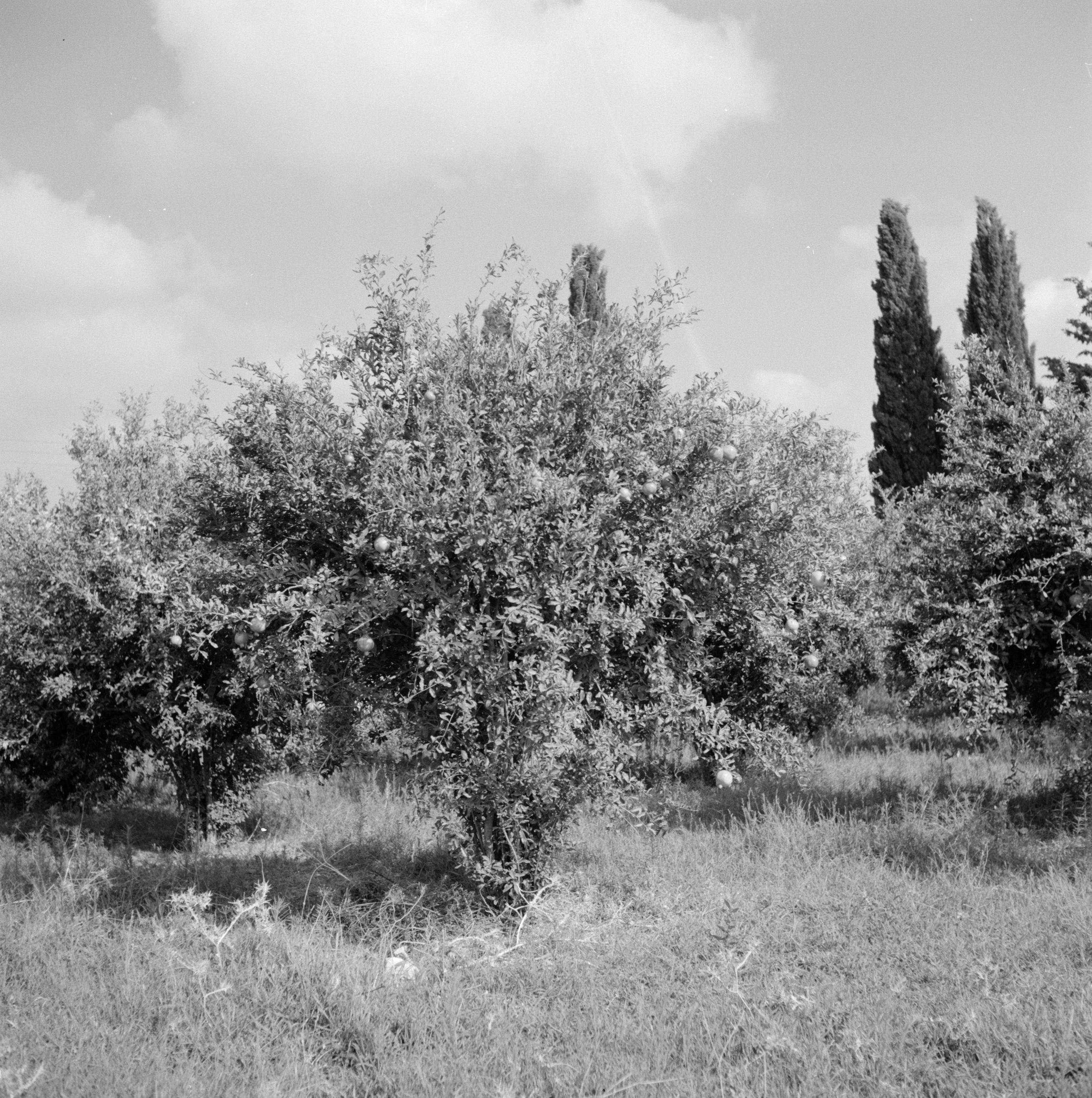 Image of pomegranate