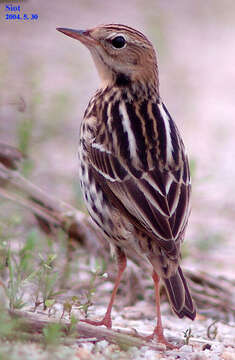 Image of Pechora Pipit