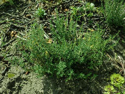 Image of Common Thyme