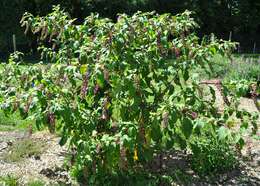 Image of American Nightshade