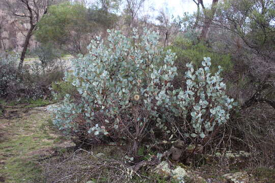 Image of Hakea petiolaris Meissn.