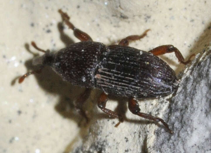 Image of Wheat weevil