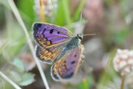 Image de Lycaena boldenarum White 1862