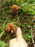 Слика од Ramaria stricta (Pers.) Quél. 1888