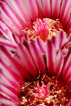 Image of Ferocactus latispinus (Haw.) Britton & Rose