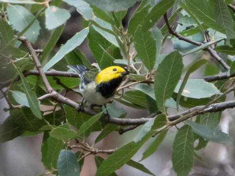 Image of Hermit Warbler