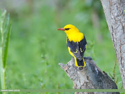 Image of Indian Golden Oriole