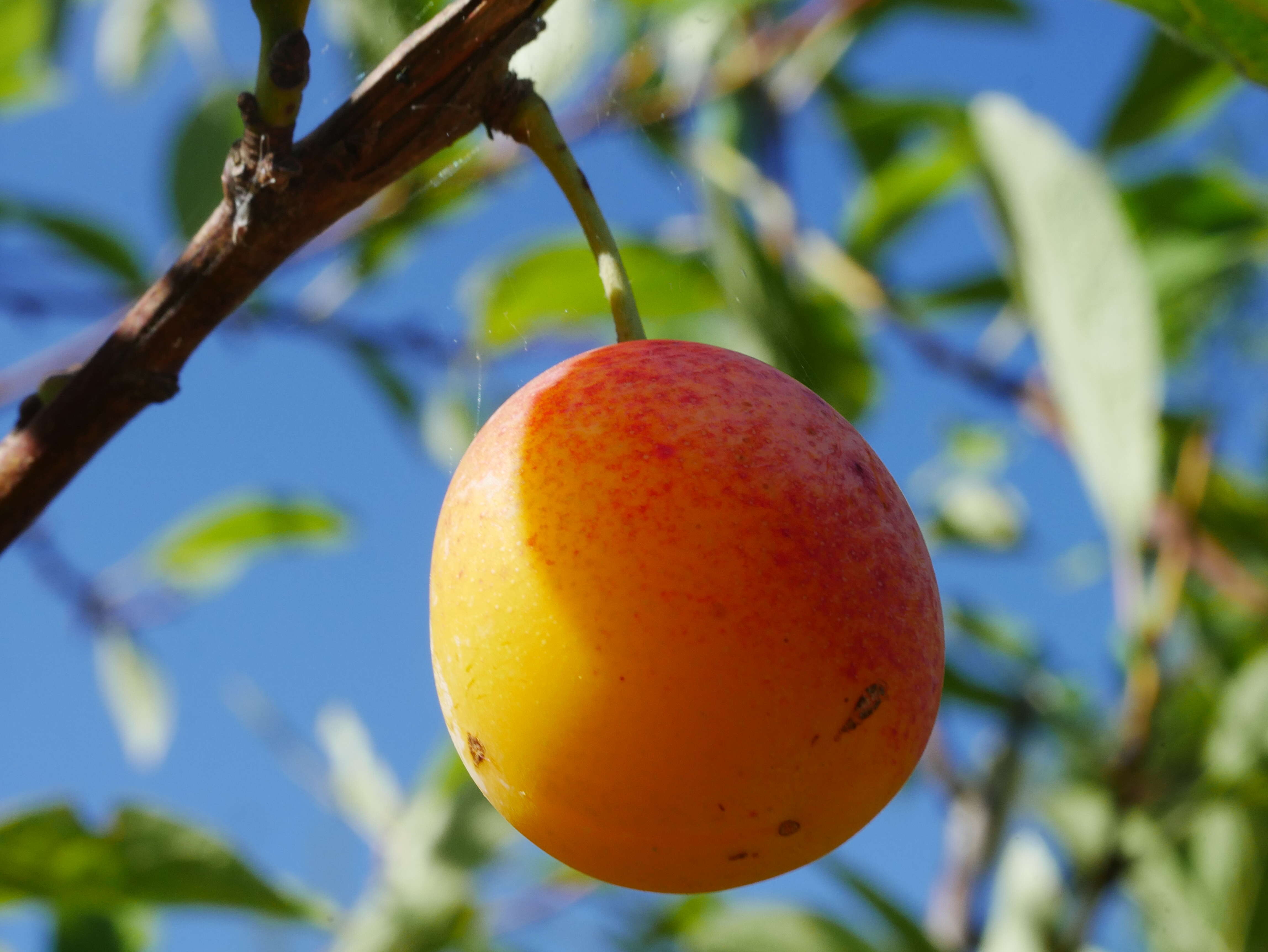 Image of Prunus domestica subsp. syriaca