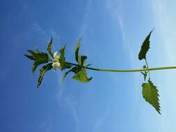 Image of white deadnettle