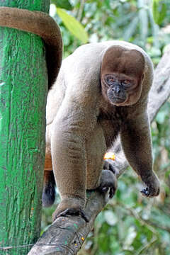 Image of Geoffroy's Woolly Monkey