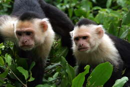 Image of Panama capuchin monkey