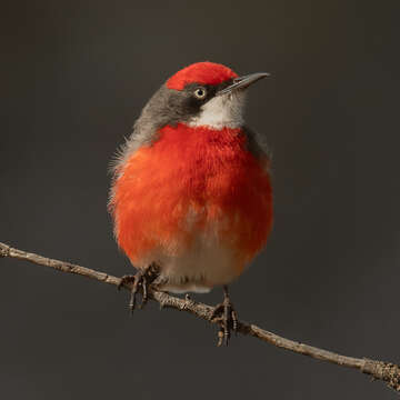 صورة Epthianura tricolor Gould 1841