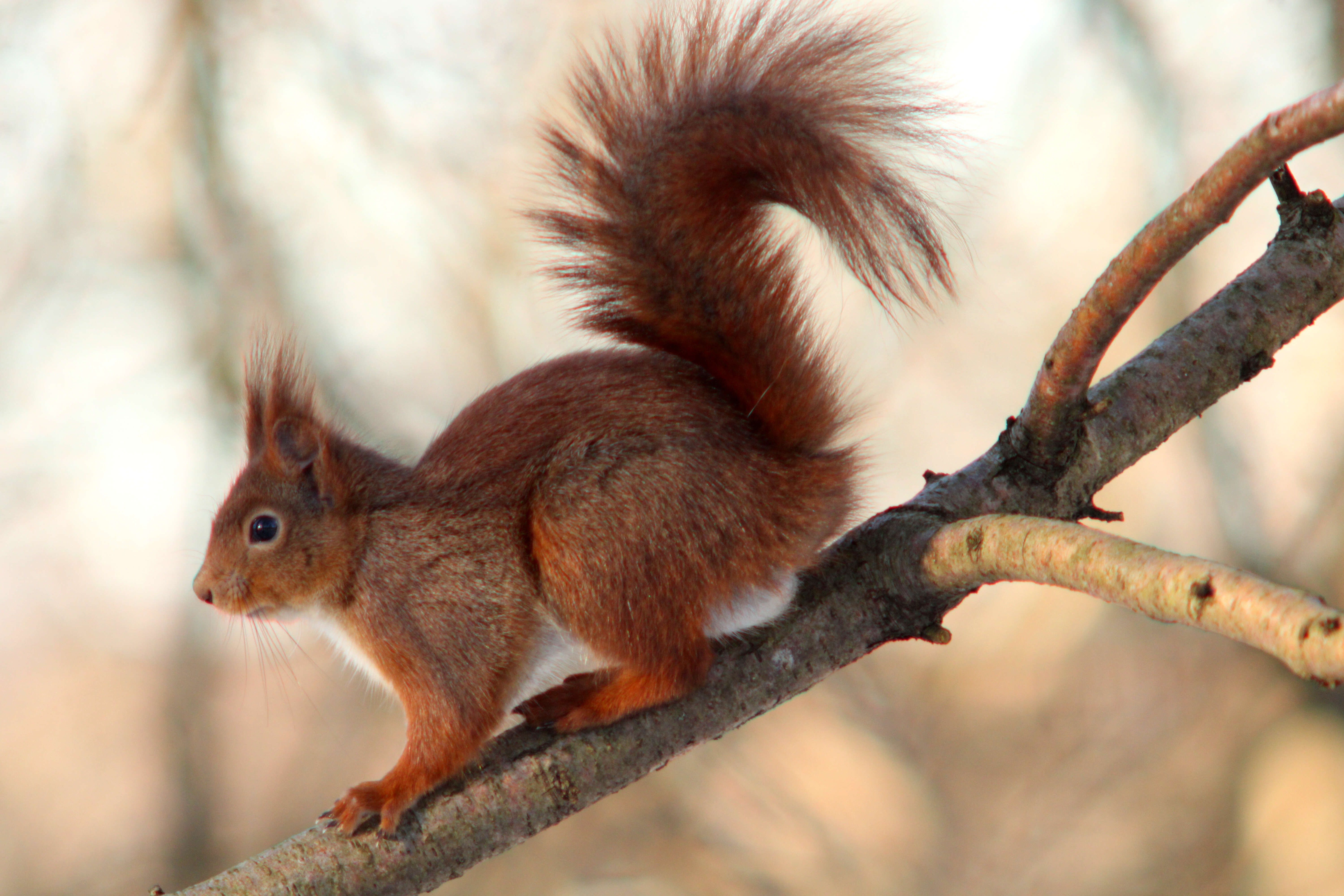 Image of Eurasian red squirrel