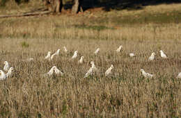 Image of Little Corella