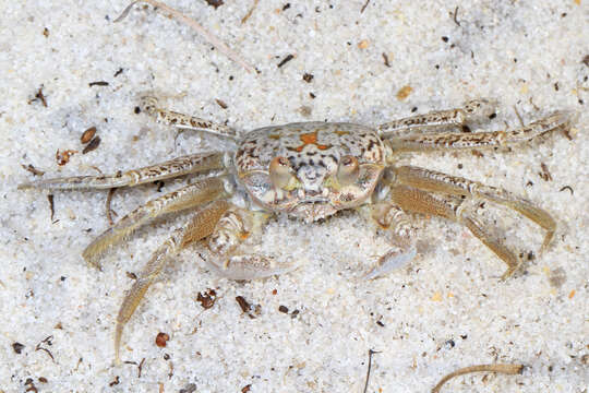 Image of Atlantic Ghost Crab