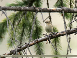 Image of Siberian Chiffchaff