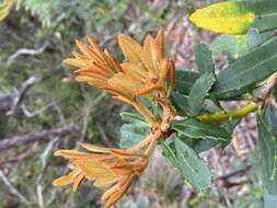 Image of Banksia paludosa R. Br.