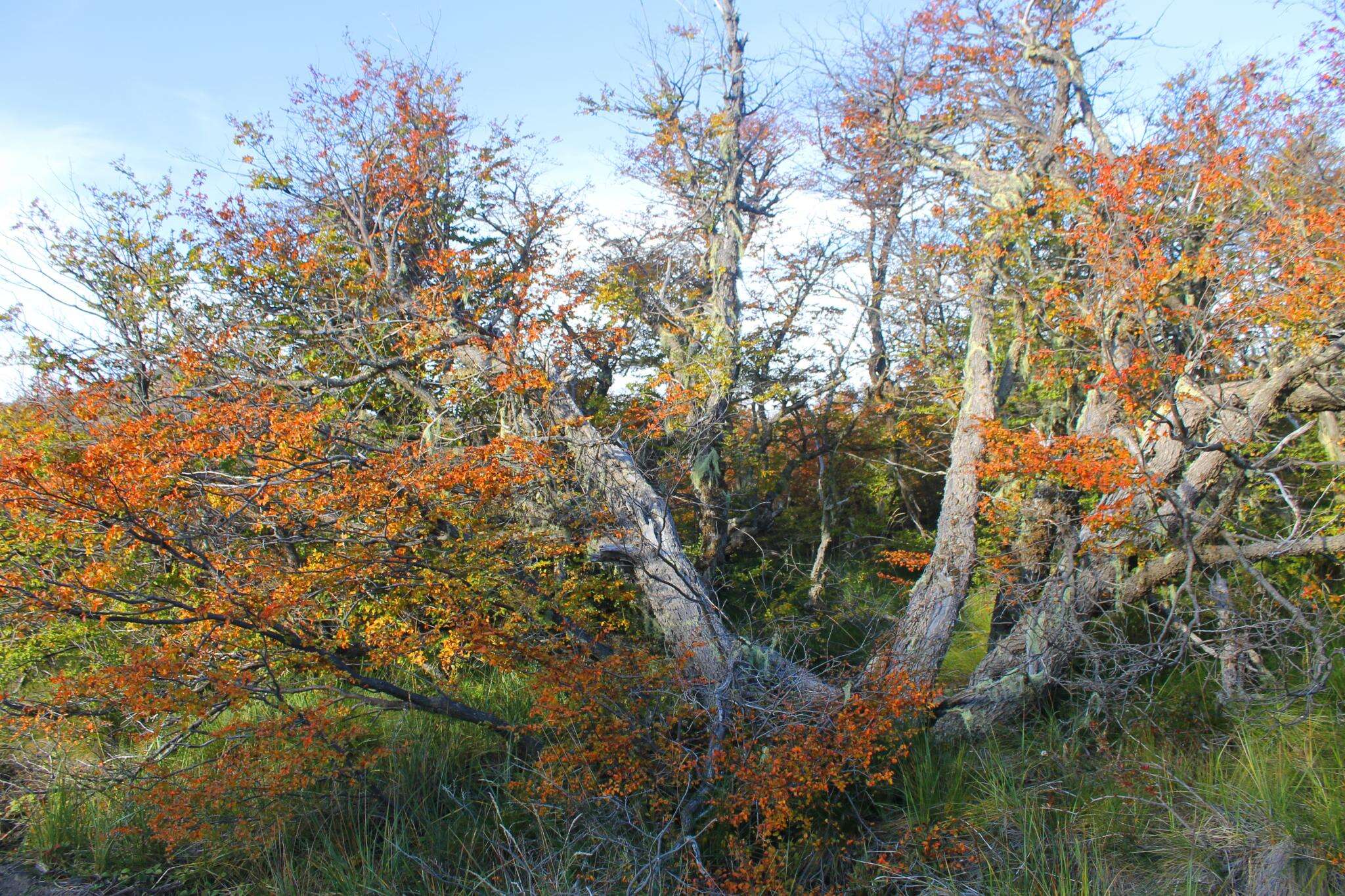 Image of Antarctic Beech