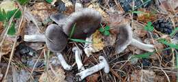 Image of Grey Agaric