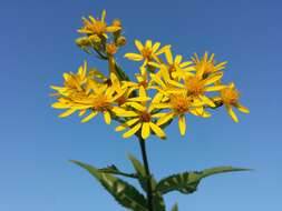 Image of Senecio sarracenicus L.