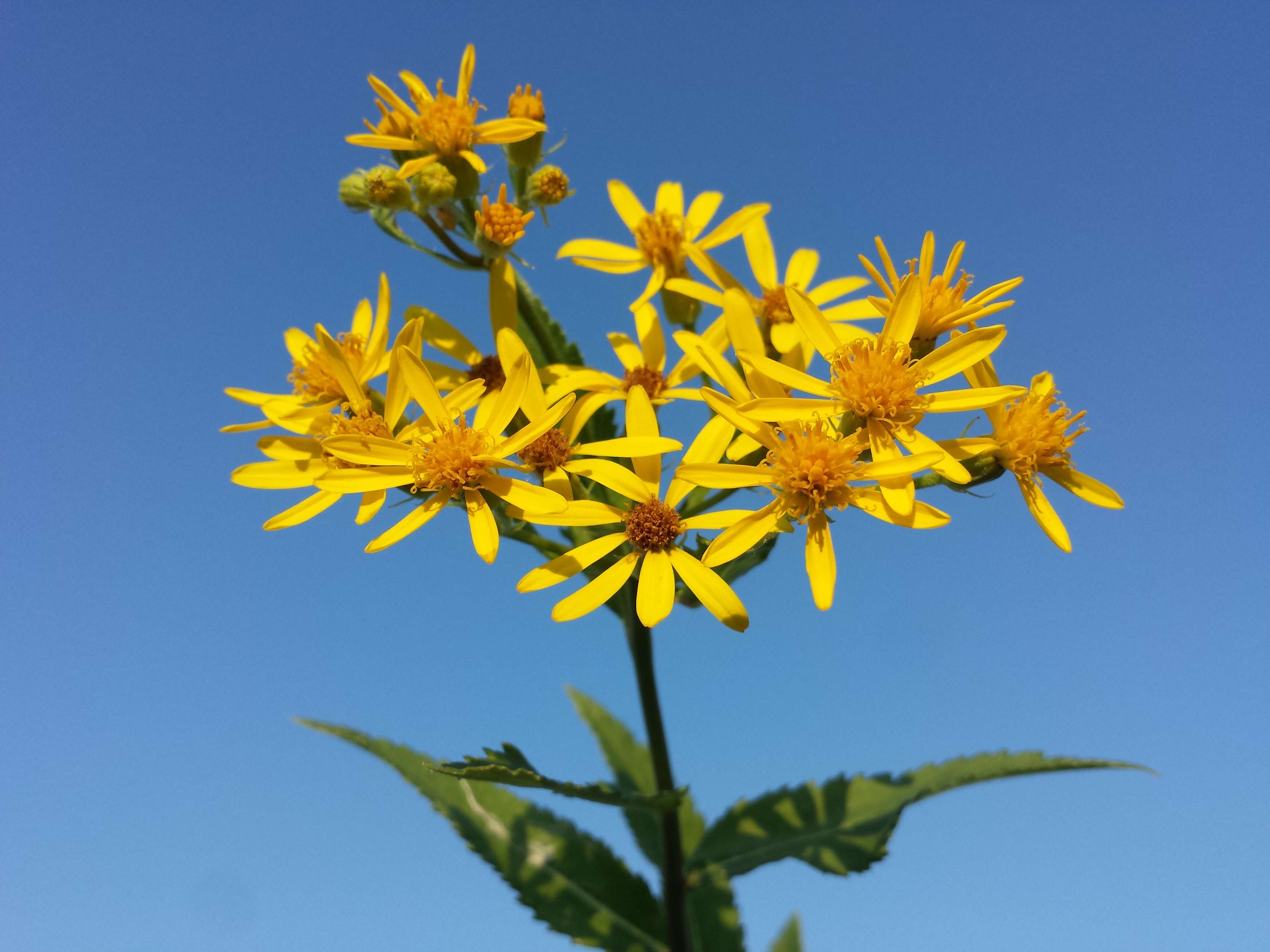 Image of Senecio sarracenicus L.