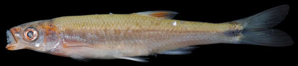 Image of Pinewoods Shiner