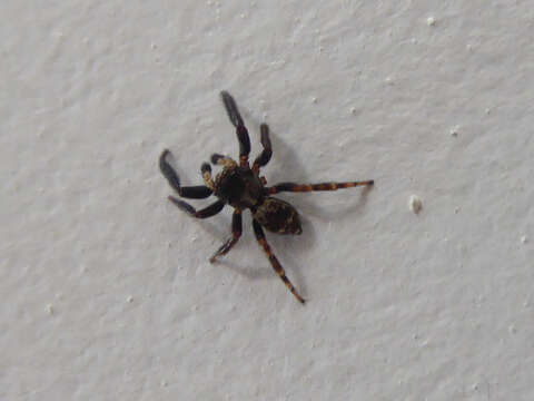 Image of Jumping spider