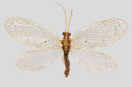 Image of Hemerobius humulinus Linnaeus 1758
