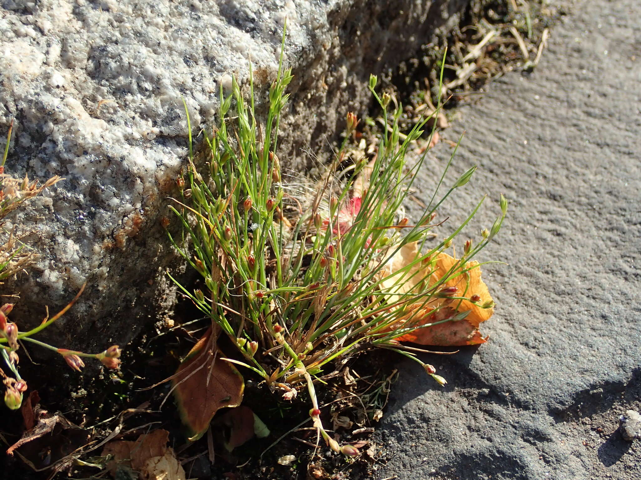 Imagem de Juncus bufonius L.