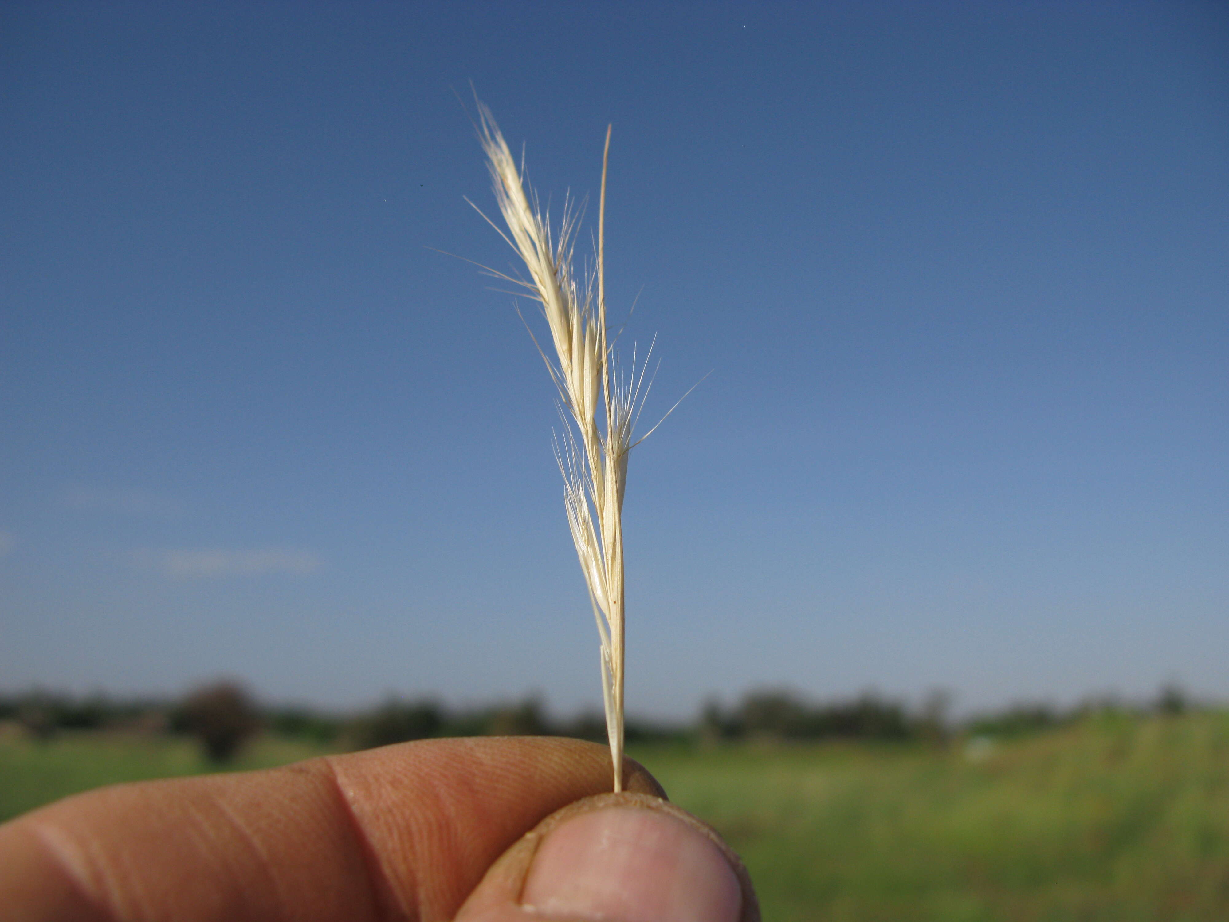 Rytidosperma caespitosum (Gaudich.) Connor & Edgar resmi