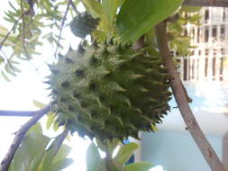 Image of soursop