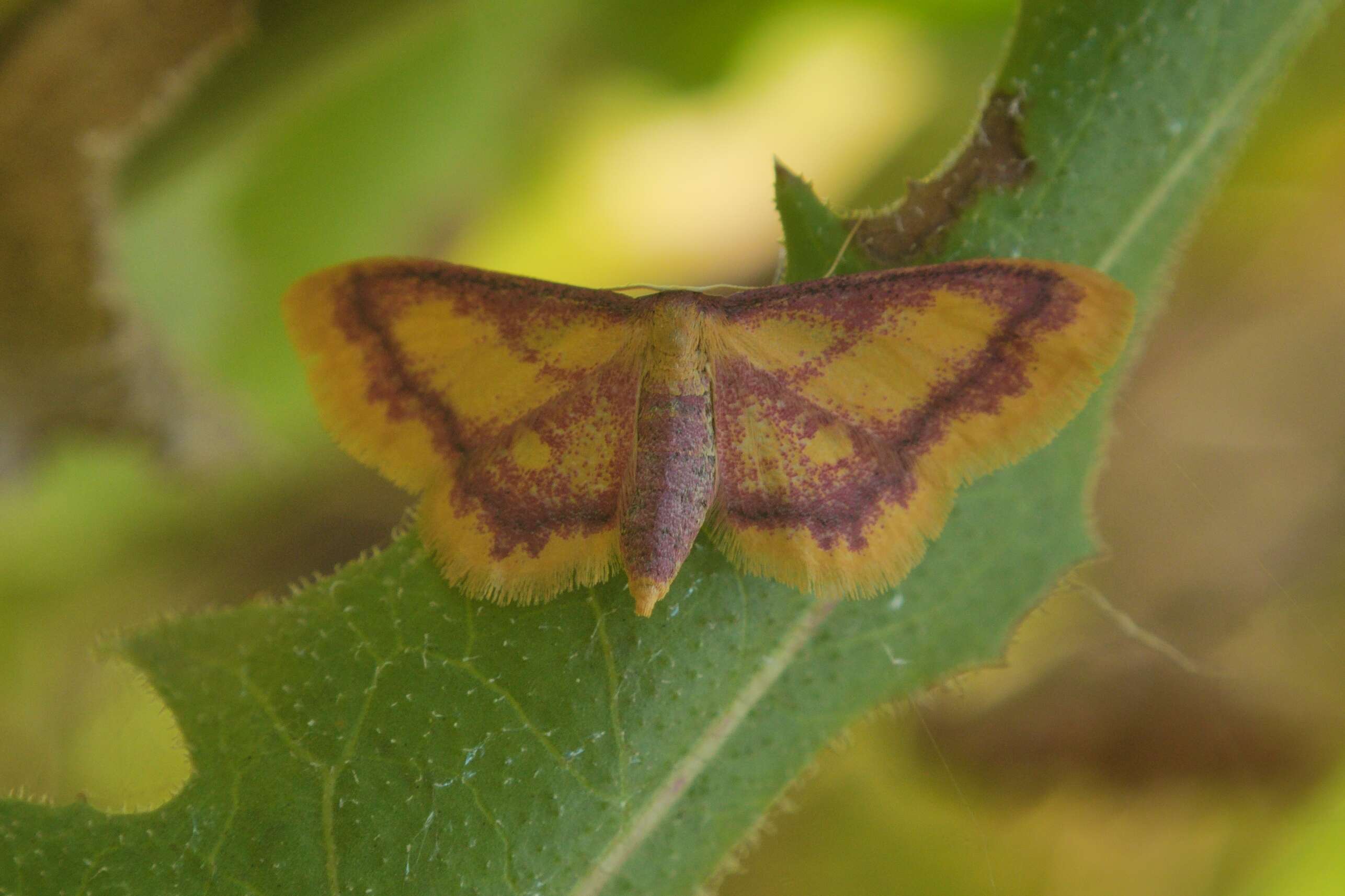 Image of purple-bordered gold