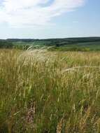 Image of European feather grass