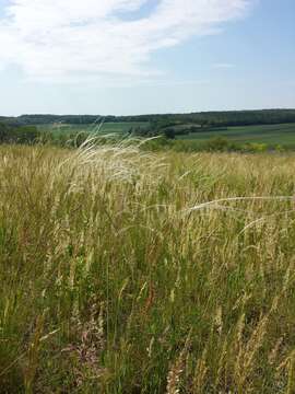 Image of European feather grass