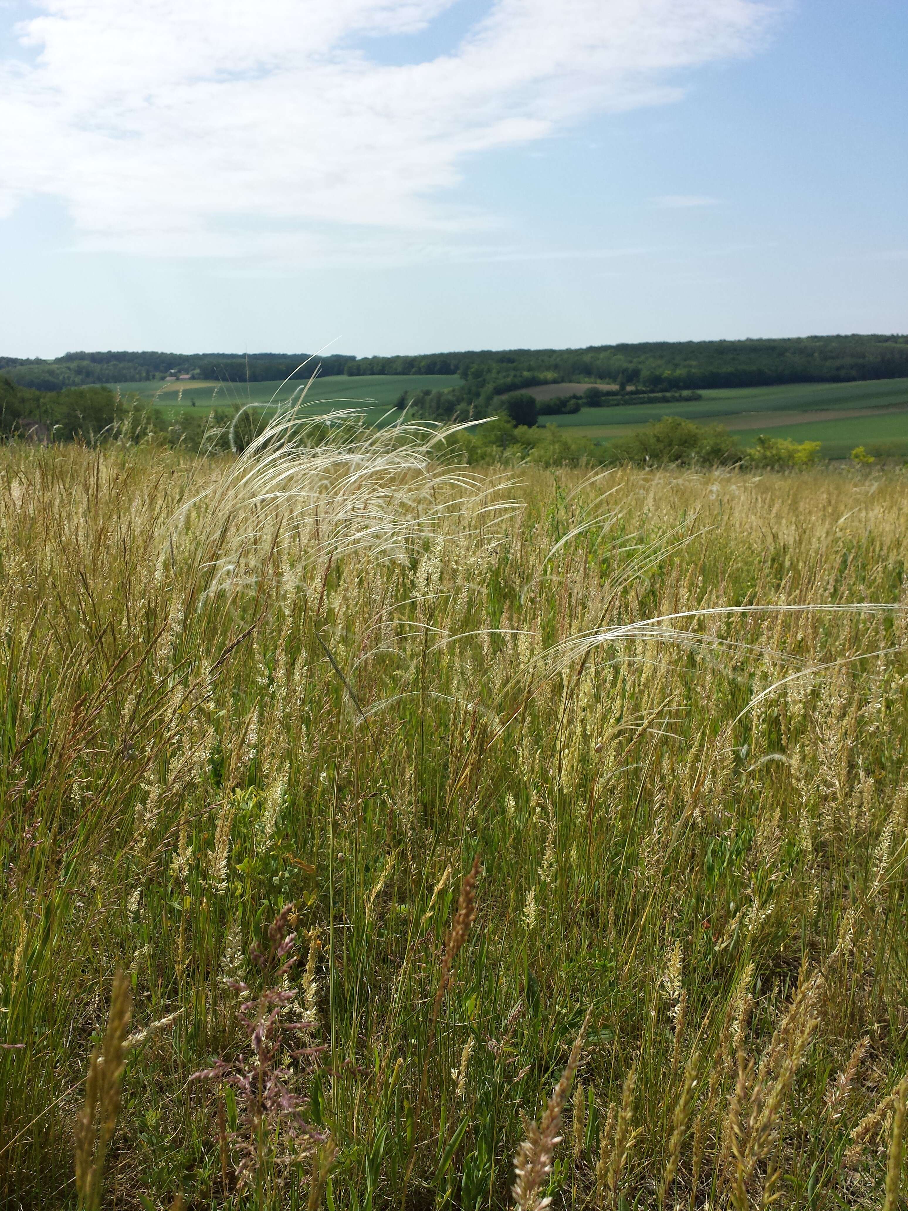 Image of European feather grass