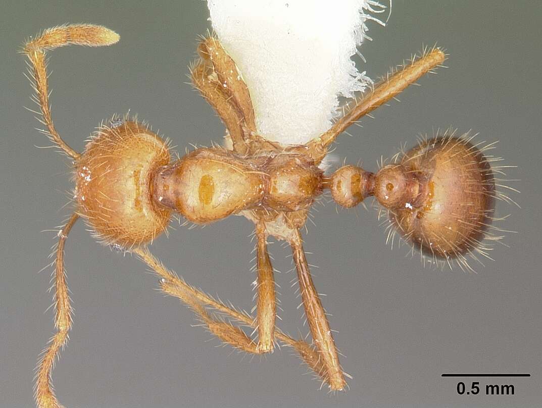 Solenopsis geminata (Fabricius 1804) resmi