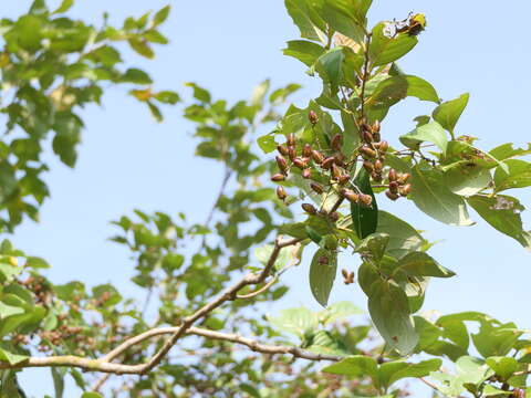 Plancia ëd Lagerstroemia microcarpa Wight