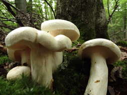 Image of Calocybe