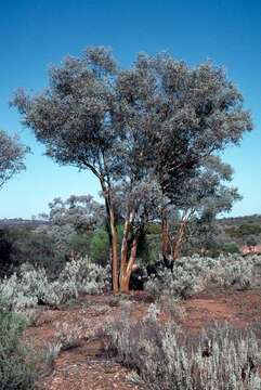 Imagem de Eucalyptus campaspe S. Moore