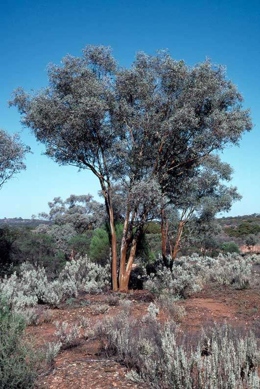 Imagem de Eucalyptus campaspe S. Moore