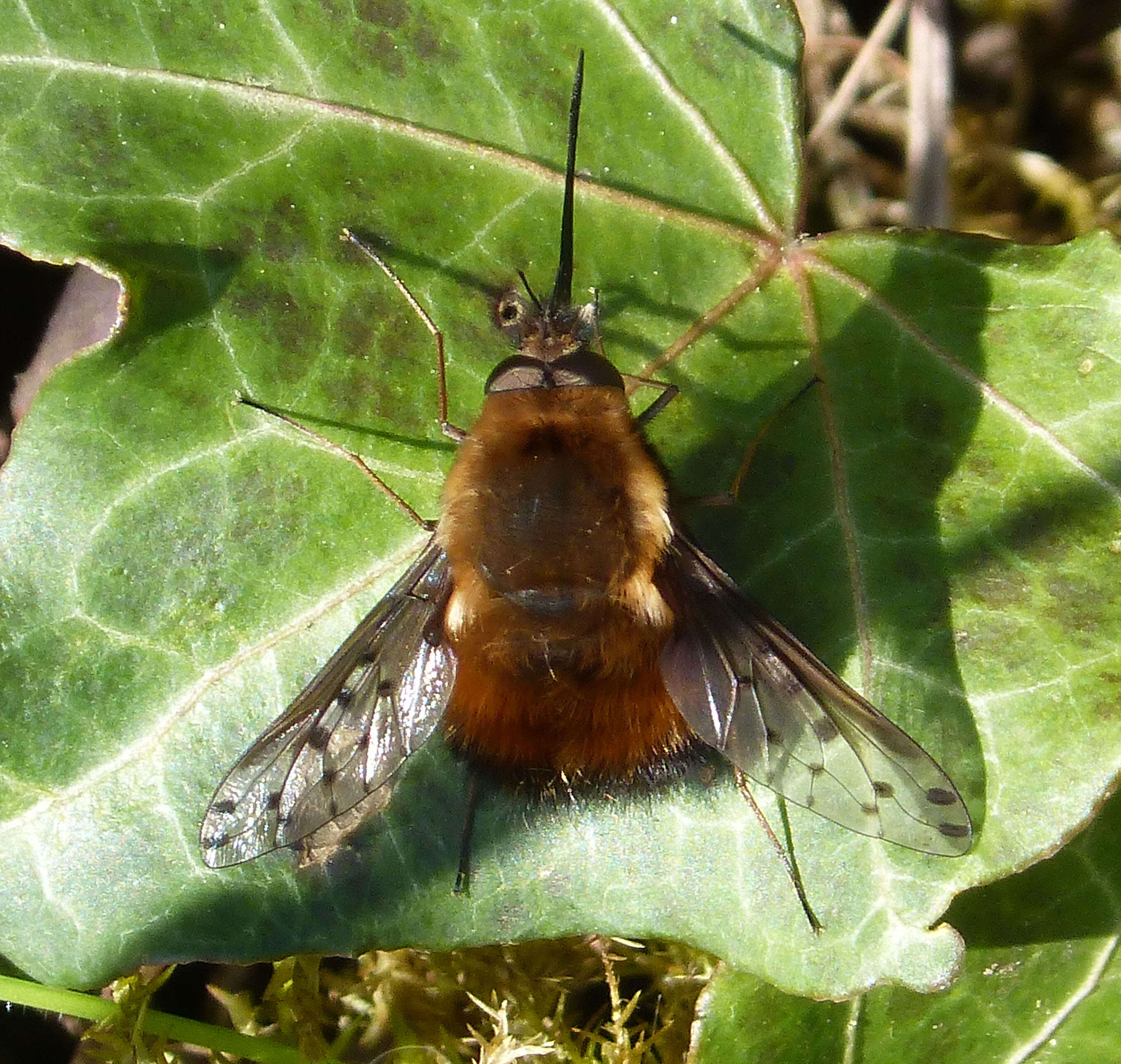 Image of Dotted bee-fly